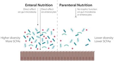 Nutritional modulation of the gut microbiome in allogeneic hematopoietic stem cell transplantation recipients